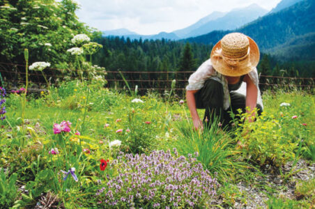 Growing Medicinal Herbs for Plant-Based Healing Image
